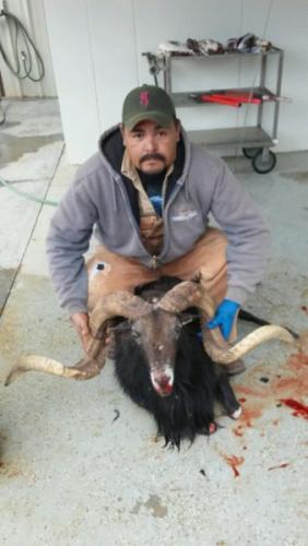 auodad_hunt-459-800-600-80