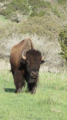 bison_06_nevillesWR-227-800-600-80