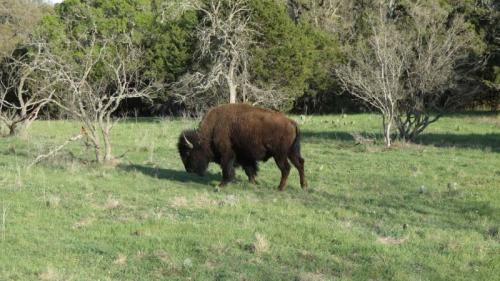bison_08_nevillesWR-281-800-600-80