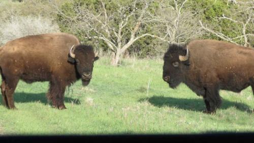 bison_10_nevillesWR-283-800-600-80