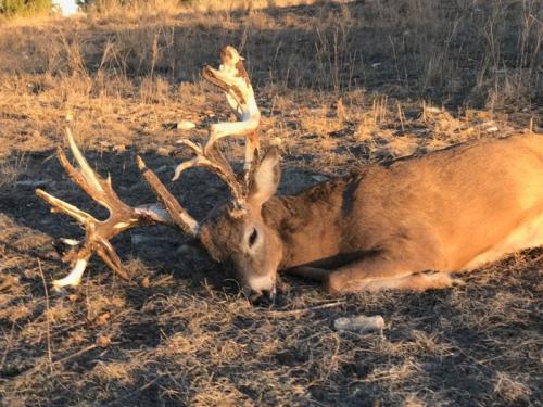 hunting_2017_season_buck_2-508-800-600-80